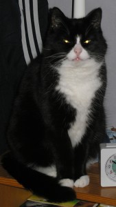 Mimmi