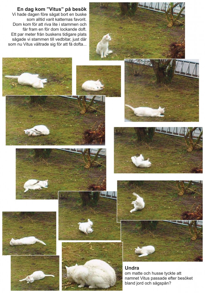 Vit katt i busken:Layout 1.qxd
