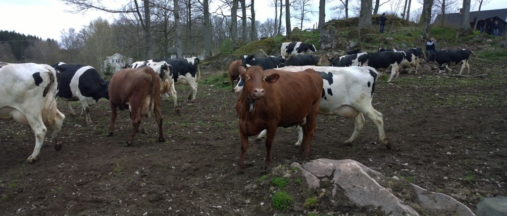 Kan den bruna kon tänka: "Har i aldri sett en ko?"